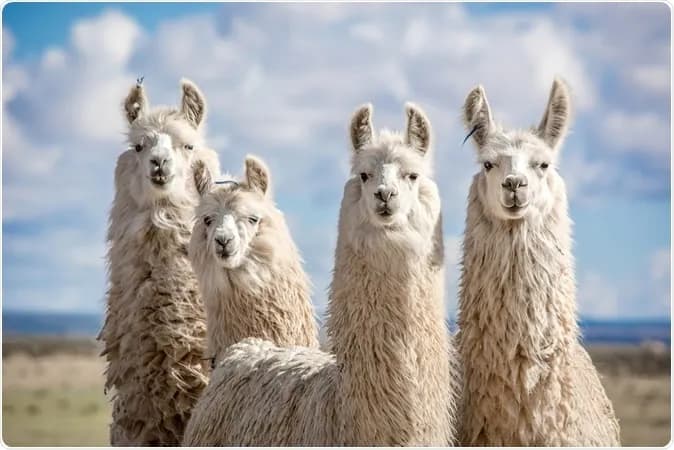 Llama 4's 10M context window: bigger isn't always better for legal AI